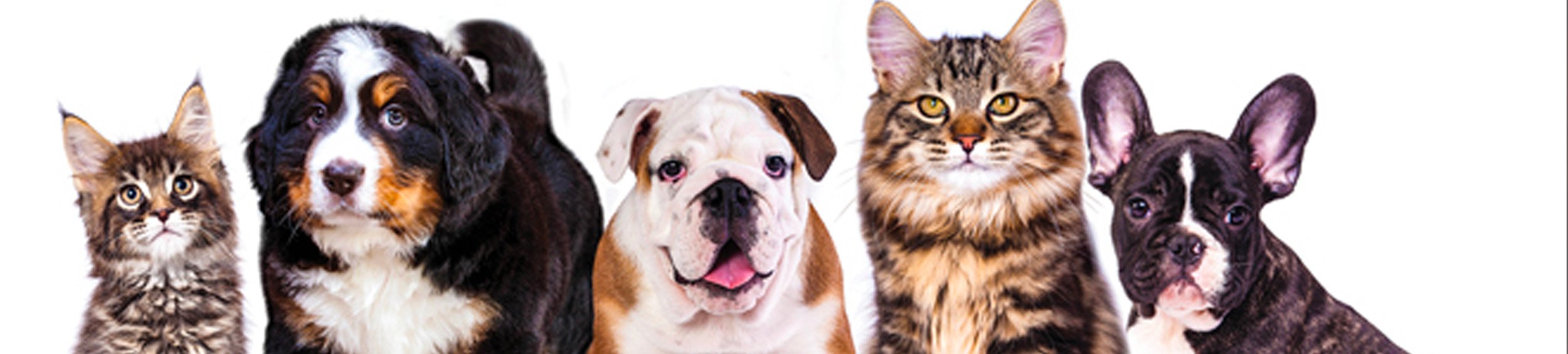Pet Blessing banner