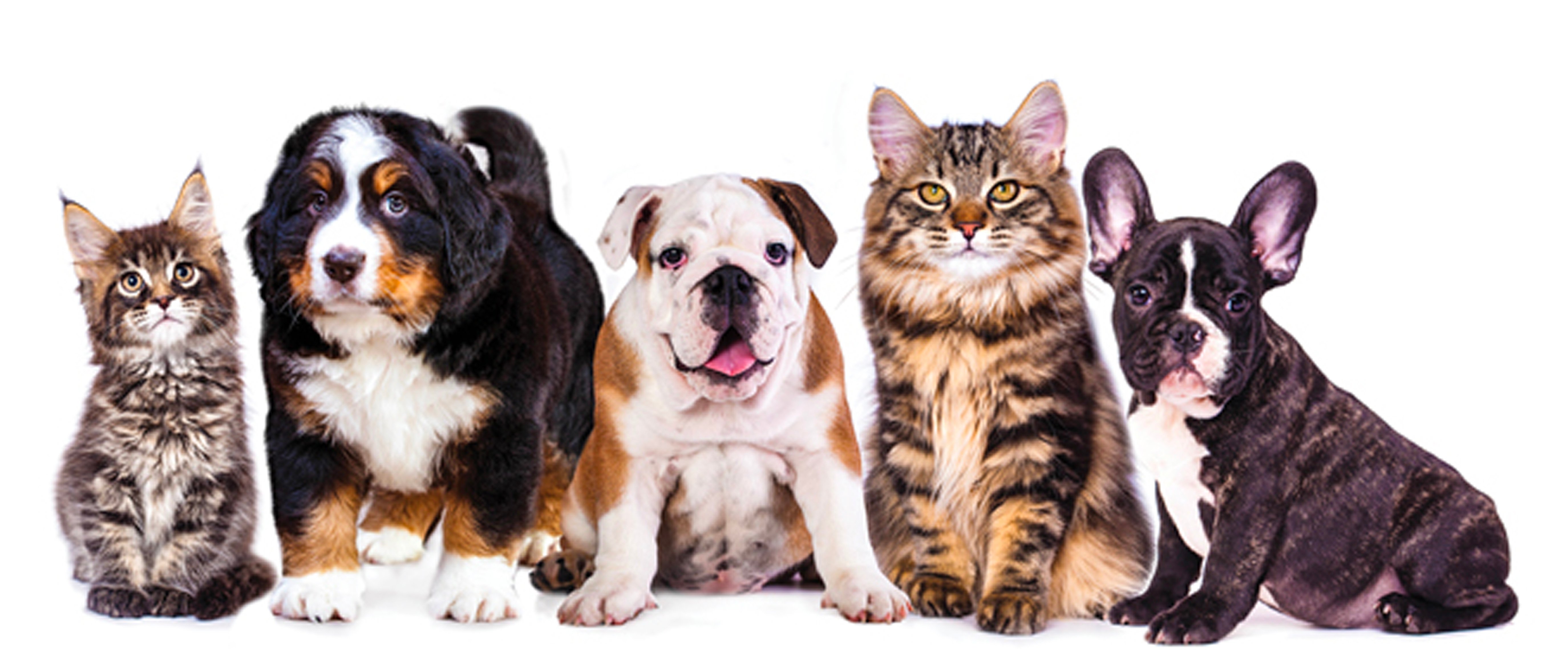 Pet Blessing